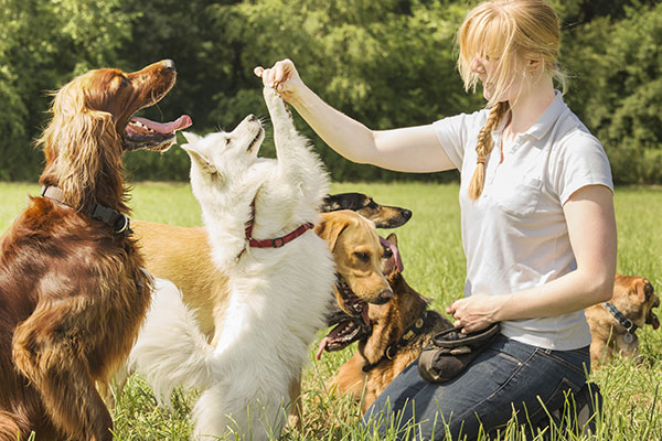Animal Behavior Study